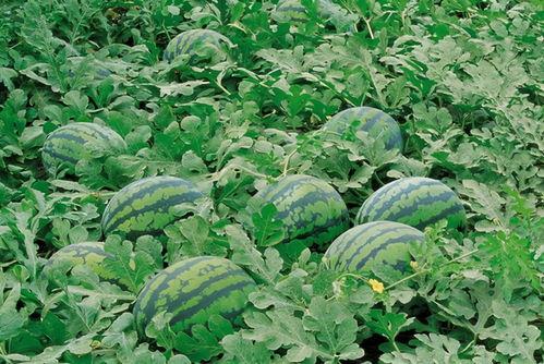 德阳网红吃瓜群微信,揭秘网络社交圈的趣味与争议  第1张